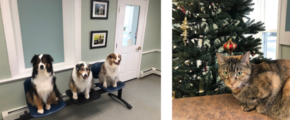 Photo of dogs on chairs and Lily the cat